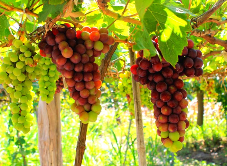 Vườn nho Thái An
